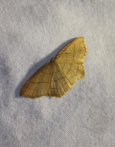 Réf. 215 752 : Cyclophora linearia